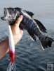 Male sea bass, big trolling plug Male sea bass, big trolling plug