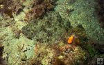 Gulf flounder-2 Gulf flounder-2