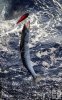 Barracuda and trolling plug Barracuda and trolling plug