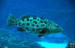 Potato Cod Potato Cod