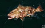 Red grouper Red grouper
