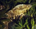 Gulf flounder underwater-2 Gulf flounder underwater-2