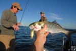 Juvenile bluefish Juvenile bluefish