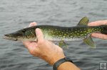 Side profile of chain pickerel Side profile of chain pickerel