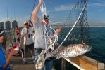 Landing a pier redfish Landing a pier redfish