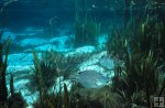 tilapia Florida spring underwater tilapia Florida spring underwater