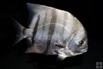 Atlantic spadefish underwater Atlantic spadefish underwater