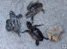 Young loggerhead turtles Young loggerhead turtles