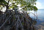 Mangrove tree, Florida Keys Mangrove tree, Florida Keys