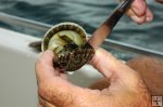 Shucking scallop Shucking scallop