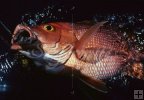 Silk snapper Silk snapper