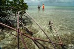 Wadefishing near mangrove trees Wadefishing near mangrove trees