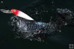 Sea bass closeup in water Sea bass closeup in water