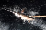Gaff reaching for swordfish Gaff reaching for swordfish
