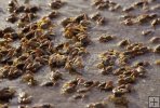 Fiddler Crab Fiddler Crab