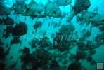 Underwater spadefish Underwater spadefish