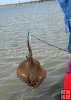 Stingray in freshwater Stingray in freshwater