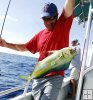 mahi-mahi mahi-mahi