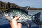 Female black crappie Female black crappie