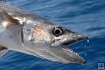 Kingfish Attack Kingfish Attack
