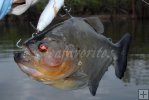 Piranha, Cinaruco River Piranha, Cinaruco River