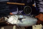 Little Tunny (bonito) Little Tunny (bonito)