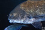 Underwater black drum Underwater black drum