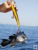 Sea bass double-hooked Sea bass double-hooked