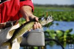 Pickerel and spinnerbait Pickerel and spinnerbait
