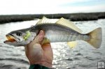 Sand Seatrout Sand Seatrout