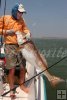 Trophy bull redfish Trophy bull redfish