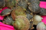 Scallop catch on dive flipper Scallop catch on dive flipper