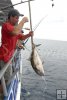 Amberjack being gaffed Amberjack being gaffed