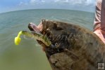 Southern flounder Texas Southern flounder Texas