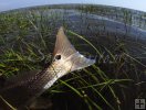Tailing redfish in tall grass-2 Tailing redfish in tall grass-2