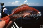 Vermilion snapper Vermilion snapper