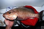 Gray (Mangrove) snapper Gray (Mangrove) snapper