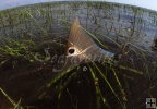 Tailing redfish in tall grass Tailing redfish in tall grass