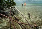 Wading the Yucatan Wading the Yucatan
