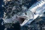 Snapping barracuda Snapping barracuda