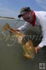 Bull redfish, Storm lure Bull redfish, Storm lure