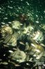 Spadefish, artificial reef Spadefish, artificial reef