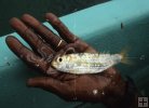 Sprat Sprat