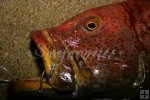 Yellowfin grouper Yellowfin grouper