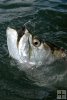 Tarpon and circle hook Tarpon and circle hook