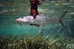 Grabbing a bonefish Grabbing a bonefish