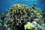 Lettuce coral, Belize reef Lettuce coral, Belize reef