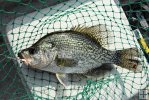 Crappie on the landing net Crappie on the landing net