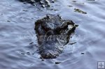 Alligator Alligator