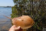 Horseshoe Crab Horseshoe Crab